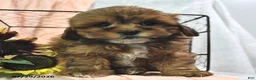 Shihpoo dogs for sale: Sailor - Ad 1