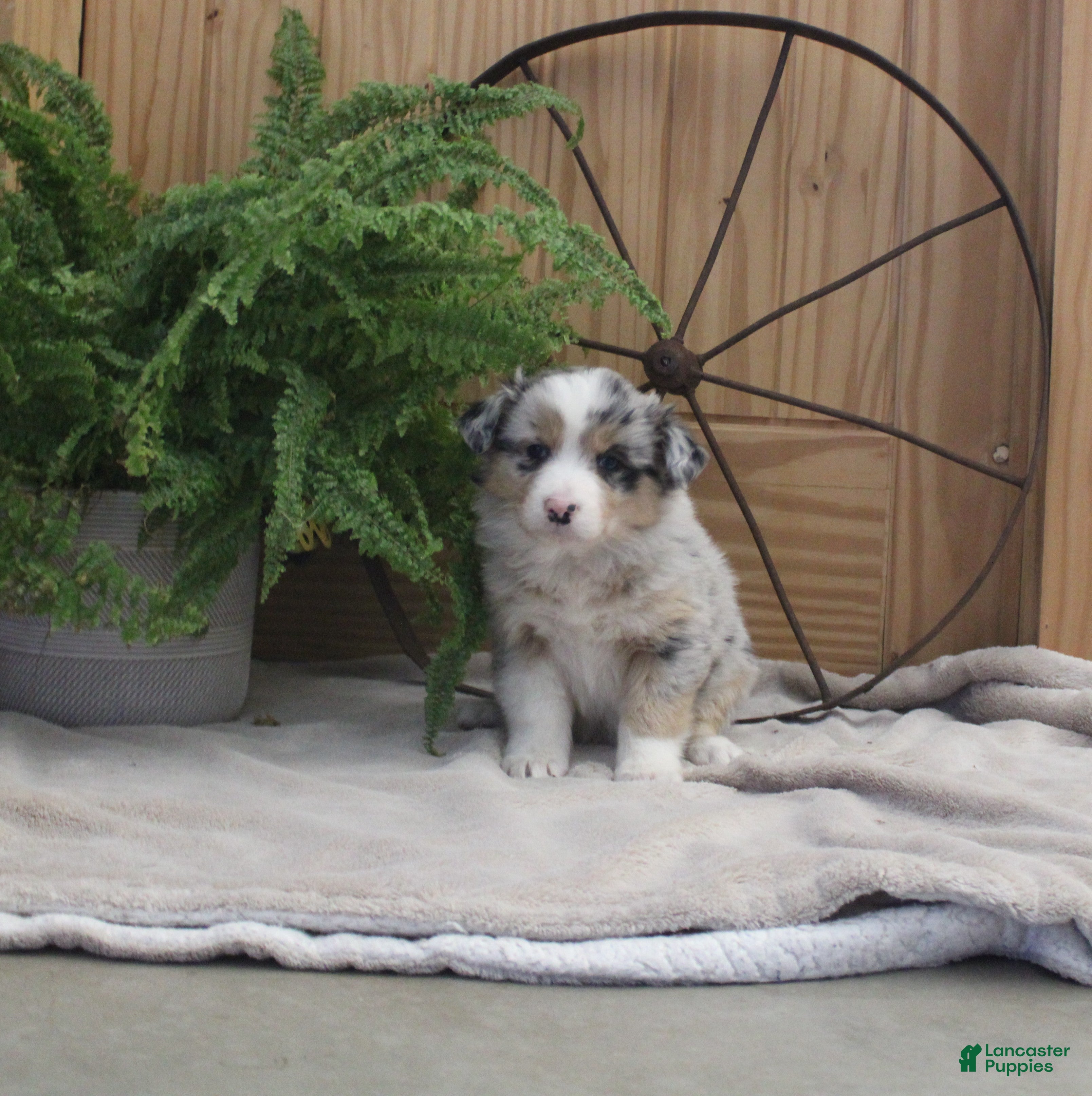 Australian Shepherd dogs Bobby - Ad 21