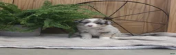 Australian Shepherd dogs for sale: Bobby - Ad 1
