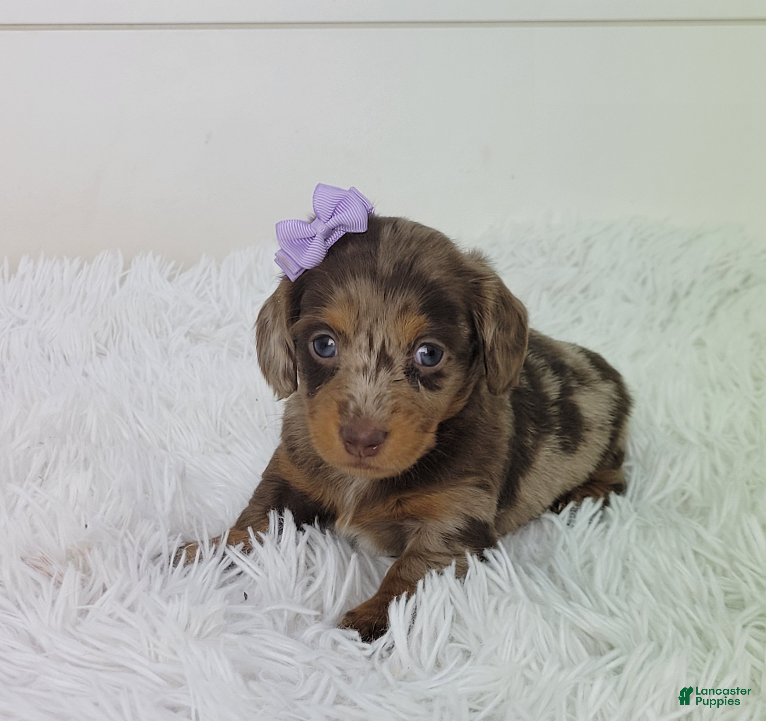 Dachshund dogs Olive - Ad 1