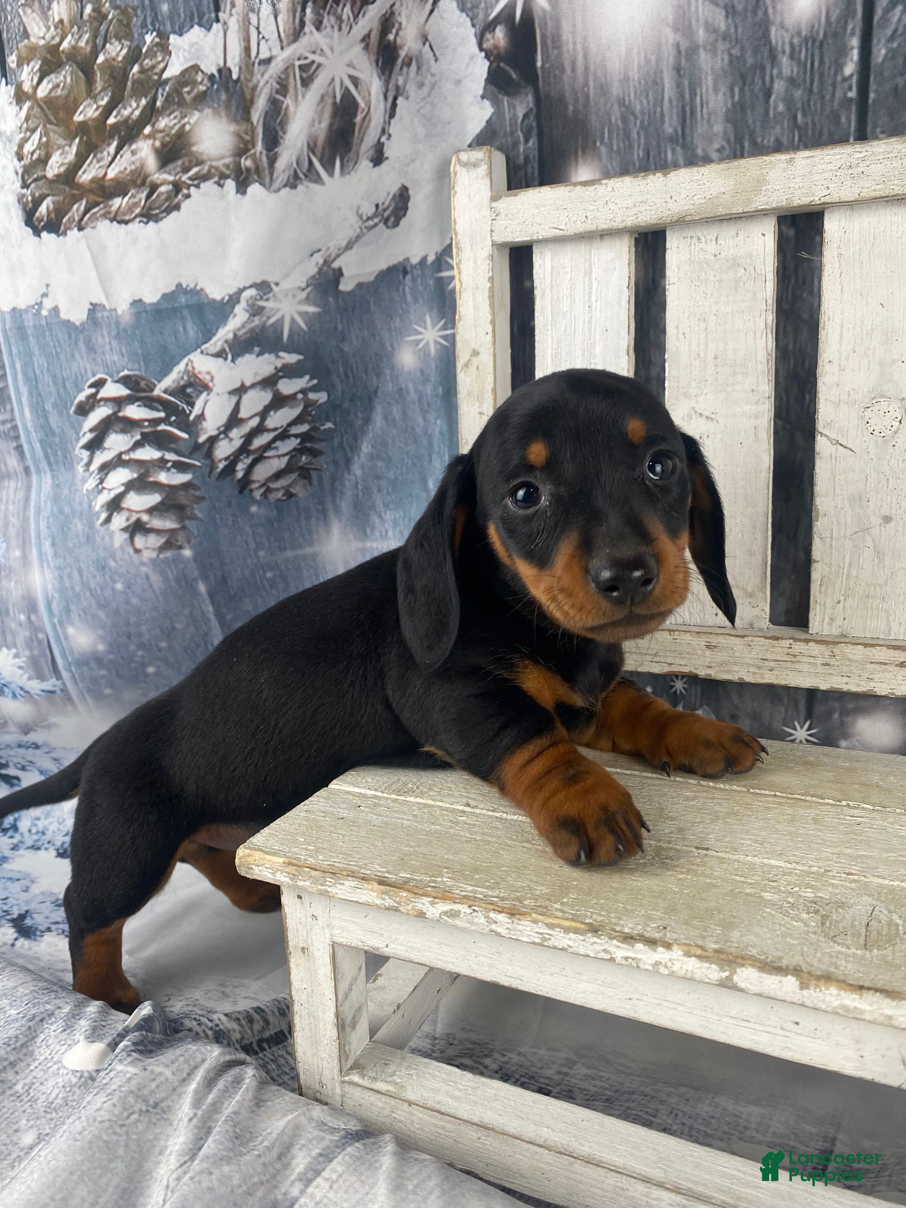 Miniature Dachshund dogs Johnny - Ad 16