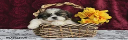 Shih Tzu dogs for sale: Jet - Ad 5