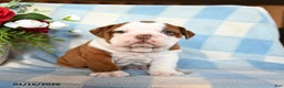 English Bulldog dogs for sale: Manny - Ad 4