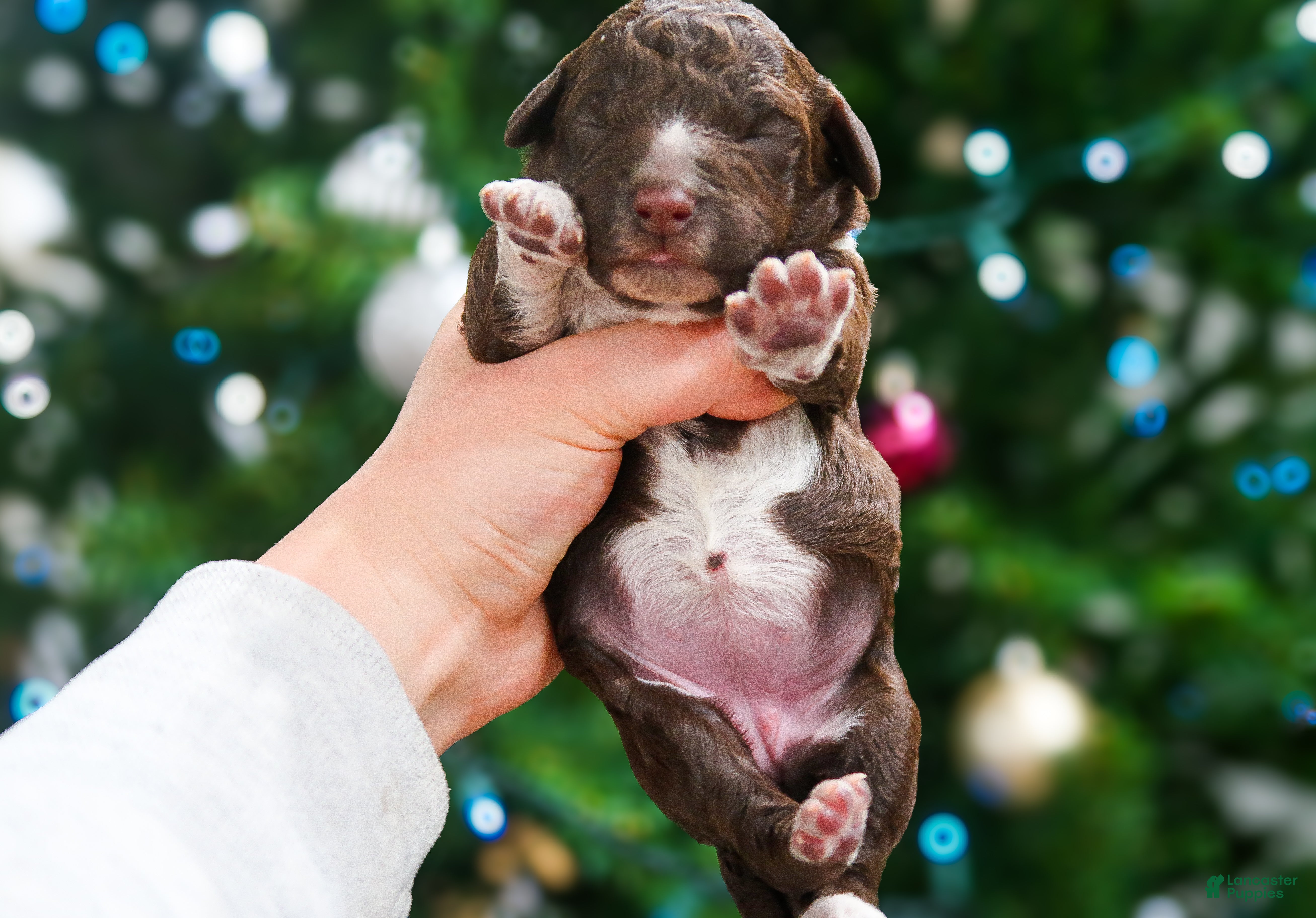 Lagotto Romagnolo dogs female 2 - Ad 15