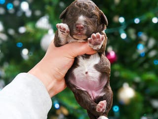 Lagotto Romagnolo dogs female 2 - Ad 15