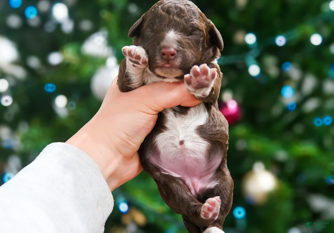 Lagotto Romagnolo dogs for sale: female 2 - Ad 1