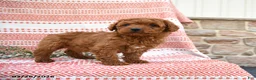 Cockapoo dogs for sale: Mitch - Ad 3