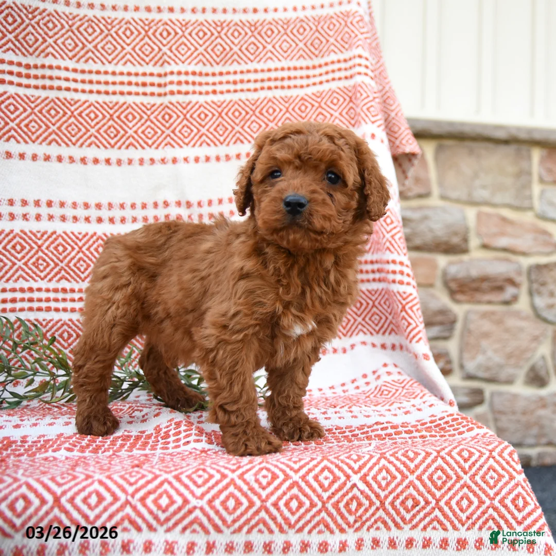 Cockapoo dogs for sale: Mitch - Ad 3