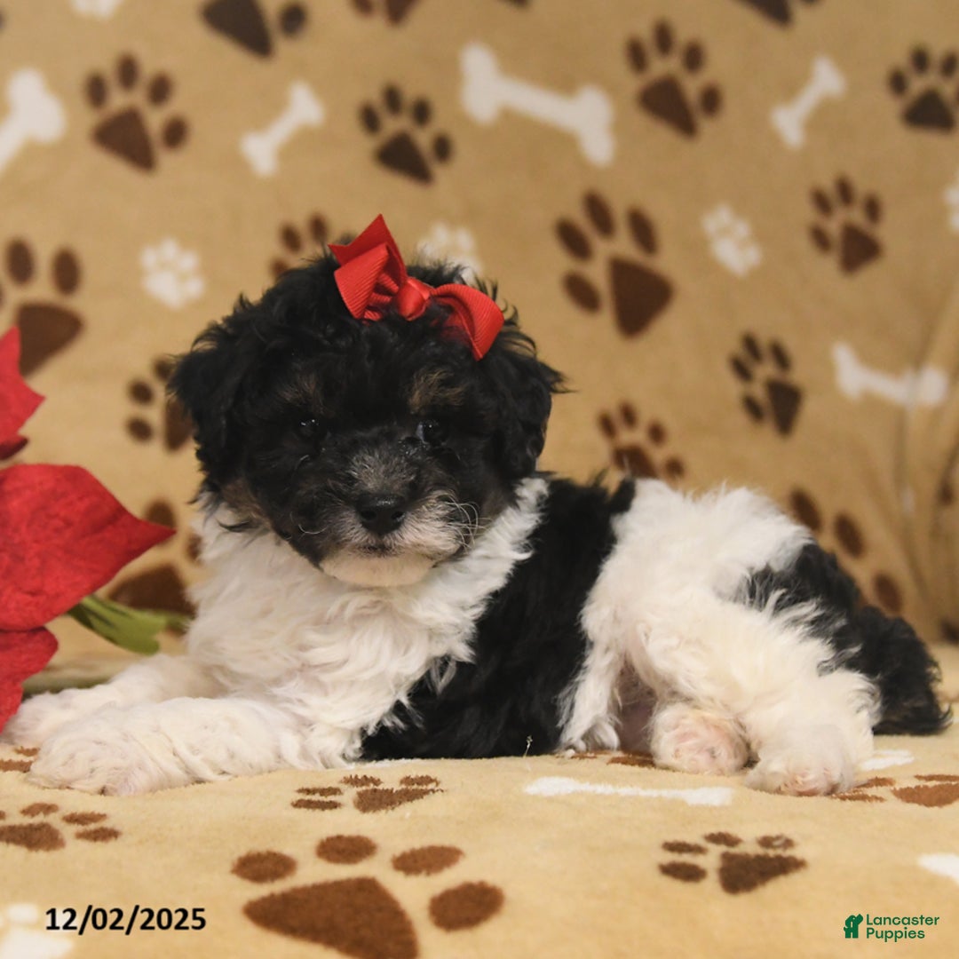 Toy Poodle dogs for sale: Oreo - Ad 4