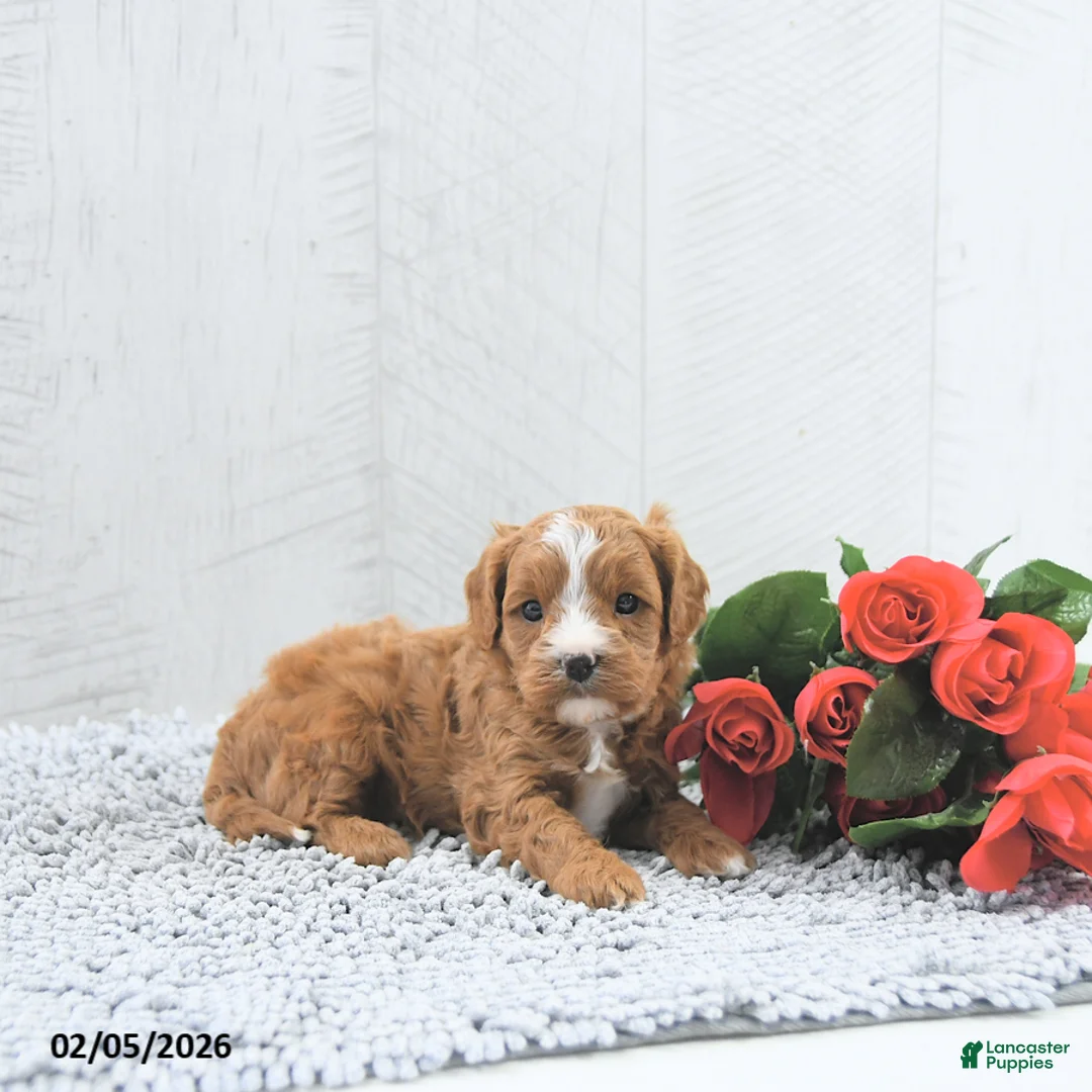 Cavapoo dogs for sale: Miles - Ad 4