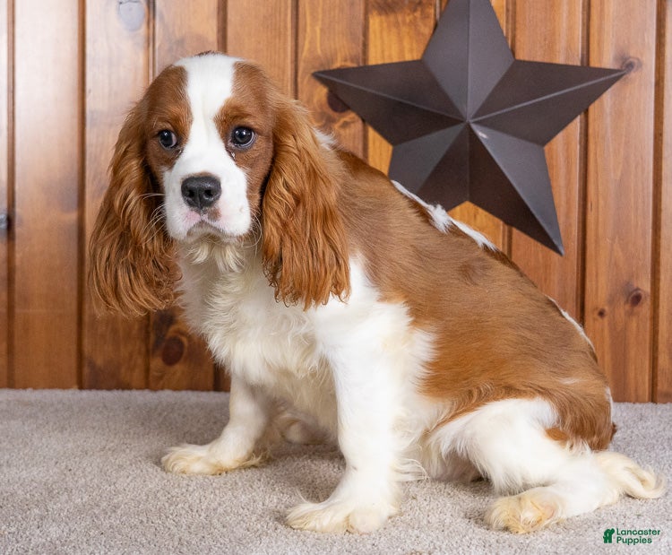 Cavalier King Charles Spaniel dogs Devon - Ad 2