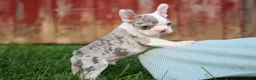 Frenchton dogs for sale: MARLEY - Ad 3