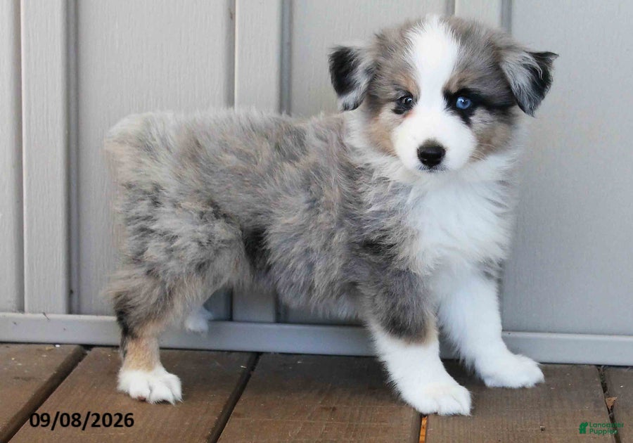 Australian Shepherd dogs Doris - Ad 1