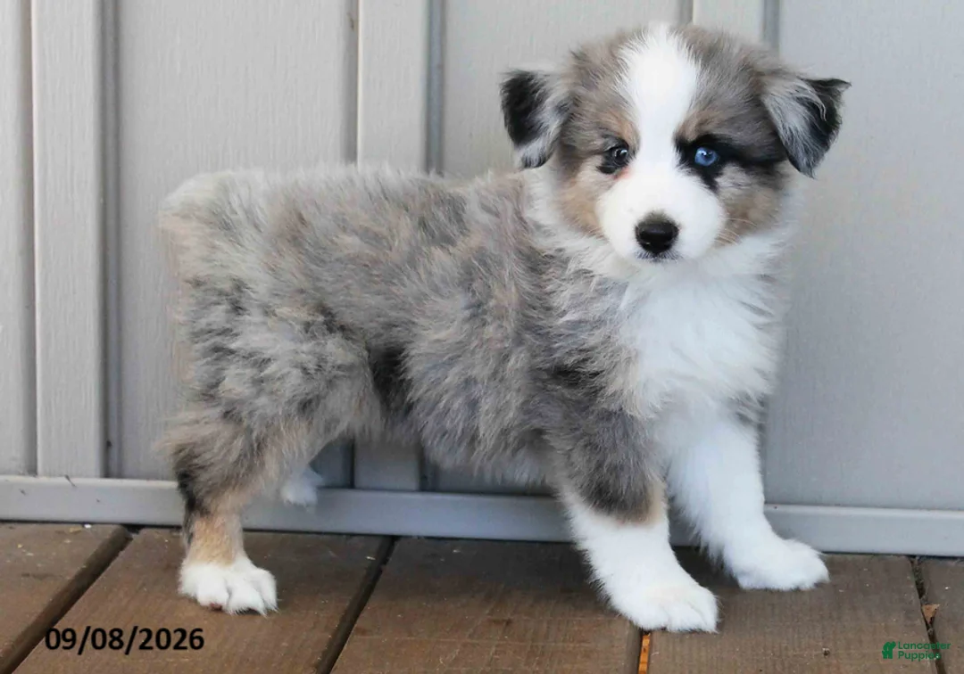 Australian Shepherd dogs for sale: Doris - Ad 1