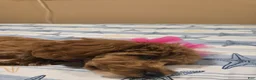 Cavapoo dogs for sale: Cavapoo Puppy 1 - Ad 4