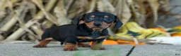 Miniature Dachshund dogs for sale:  Zack🐶 - Ad 6