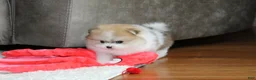 Pomeranian dogs for sale: Teacup Preston - Ad 11