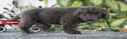 Newfoundland dogs for sale: Sabrina - Ad 3