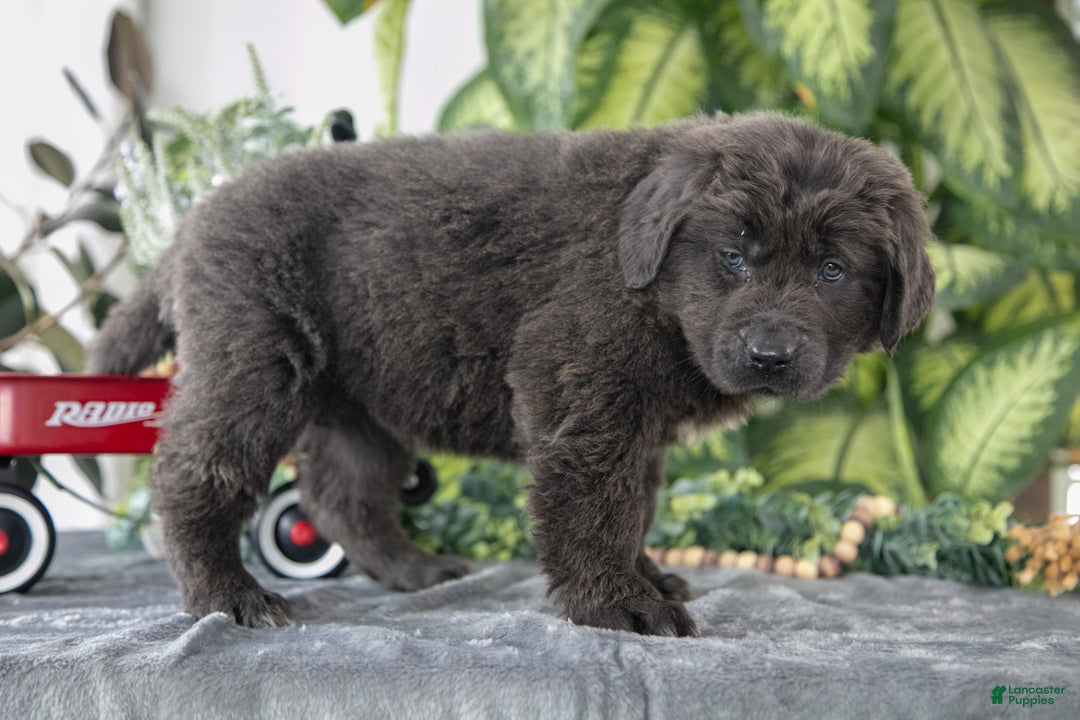 Newfoundland dogs for sale: Sabrina - Ad 3