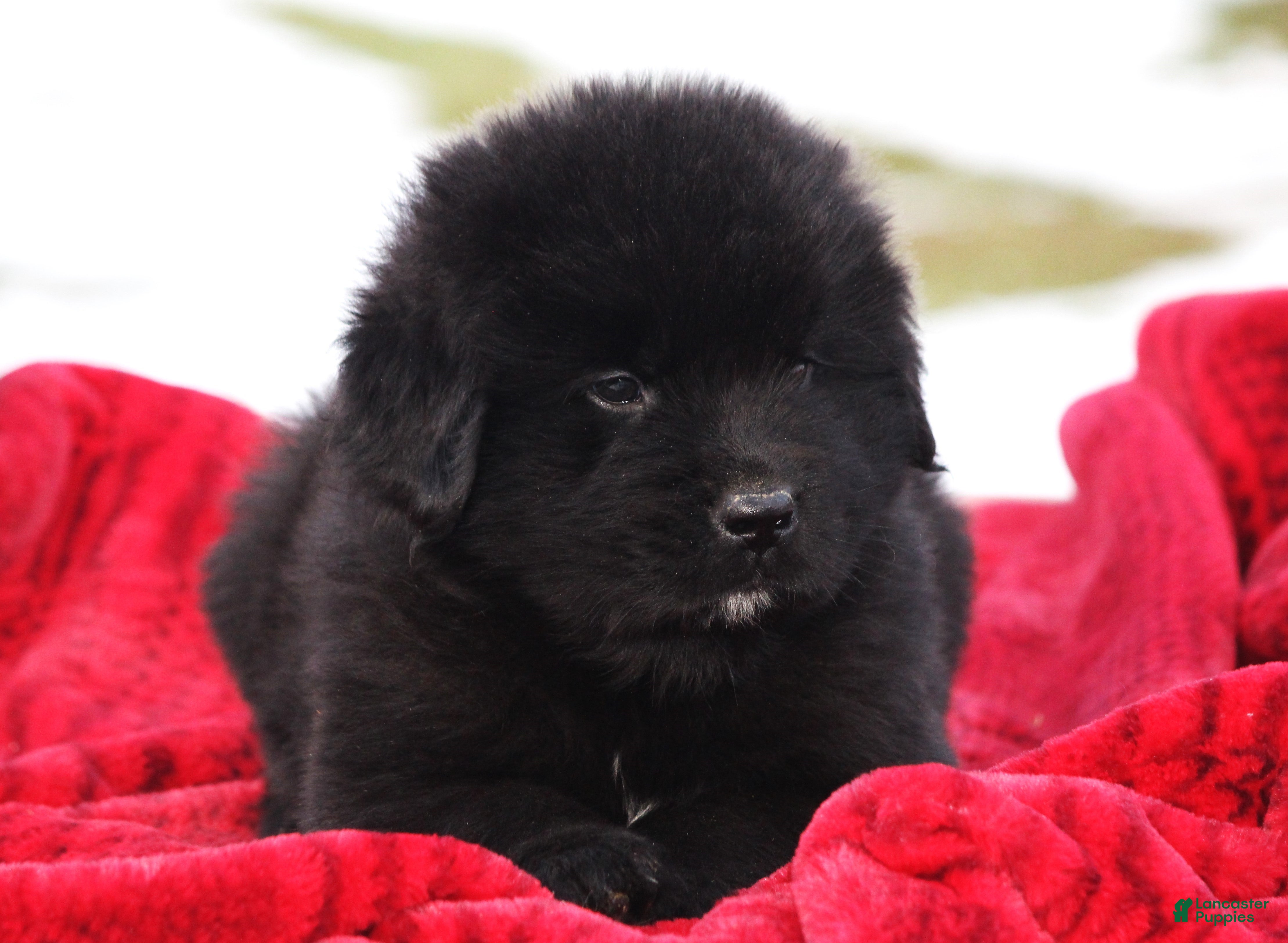 Newfoundland dogs Pax - Ad 34