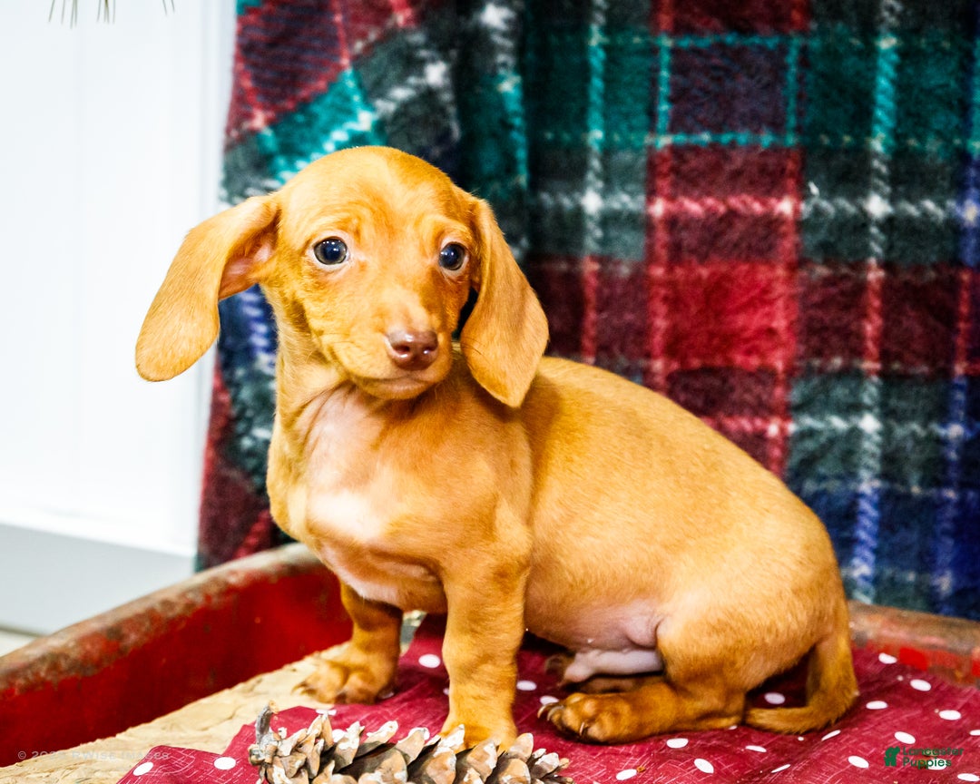 Miniature Dachshund dogs for sale: Ronnie - Ad 1