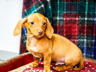 Miniature Dachshund dogs Ronnie - Ad 37