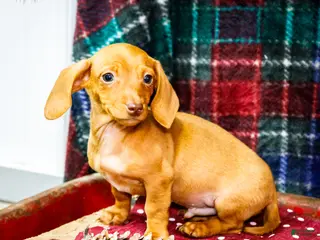 Miniature Dachshund dogs Ronnie - Ad 30