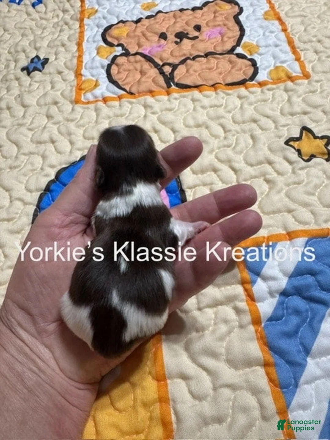 Yorkshire Terrier dogs for sale: KADEN - Ad 2
