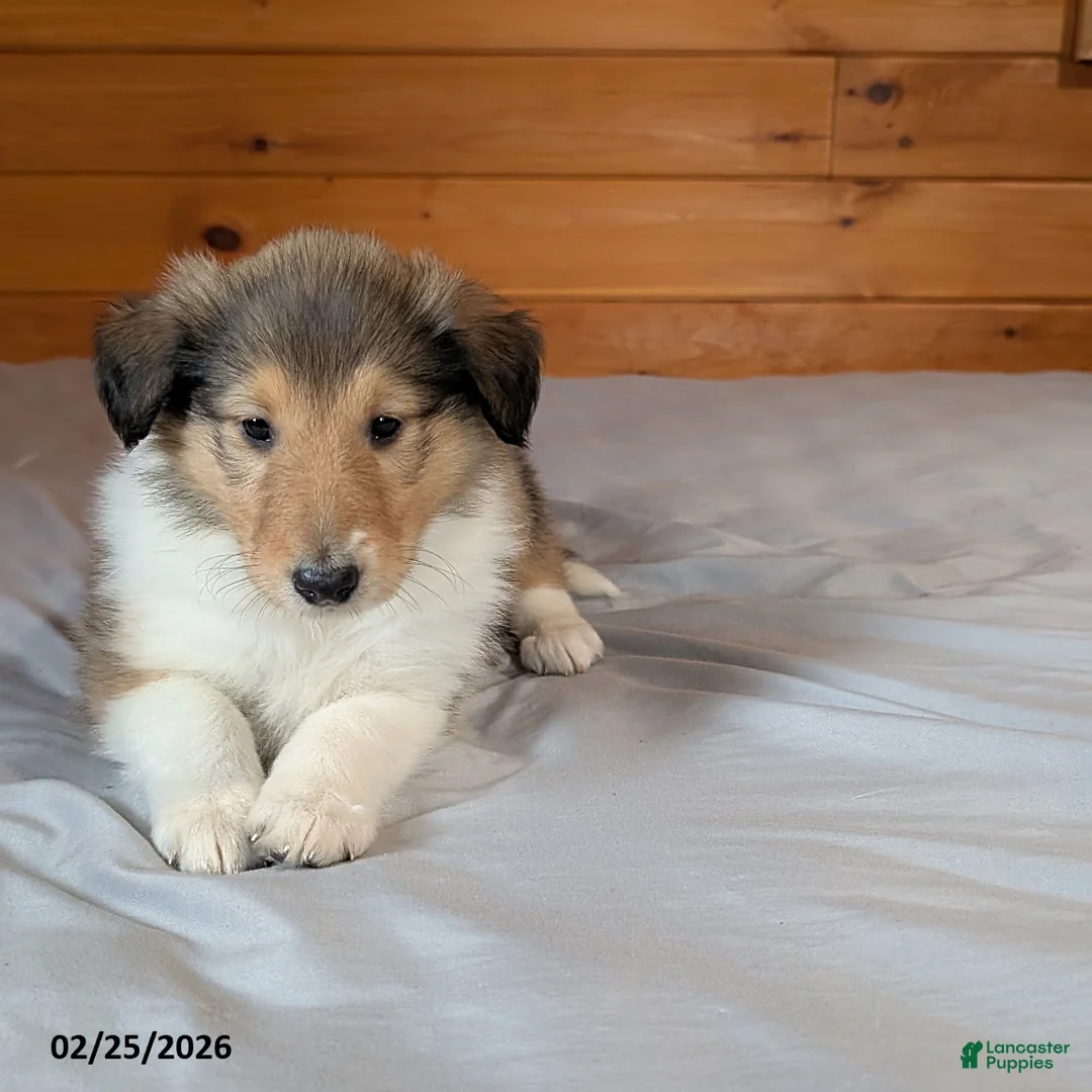 Collie dogs for sale: Carin - Ad 1
