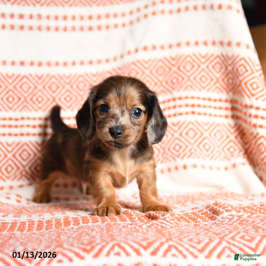 Miniature Dachshund dogs for sale: Kermit - Ad 5