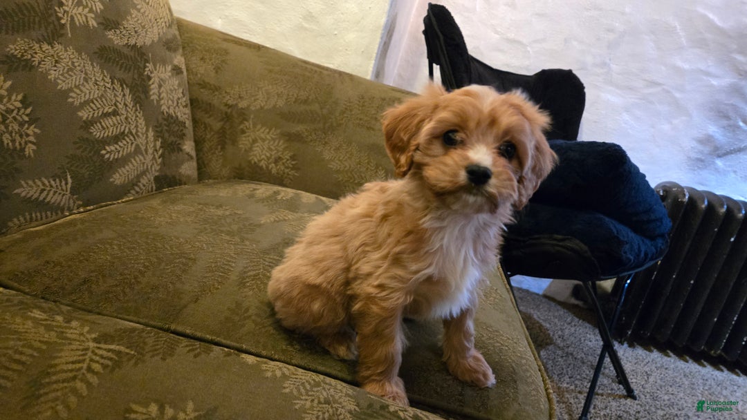 Cavapoo dogs for sale: Whitney - Ad 3