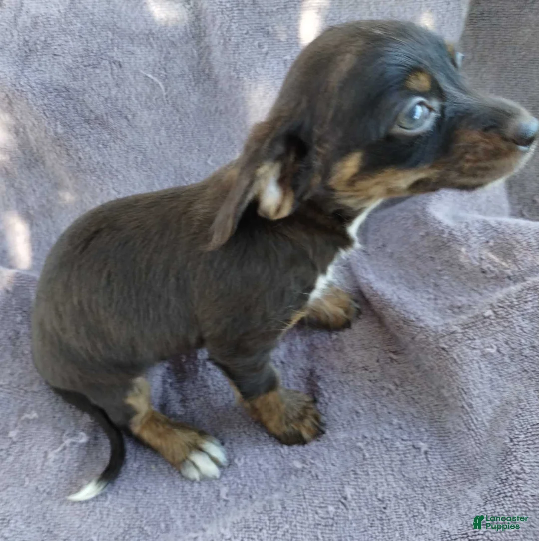 Mixed Breed dogs for sale: Girl  - Ad 1