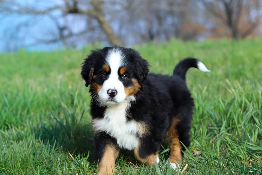 Bernese Mountain Dog dogs for sale: Casey - Ad 1