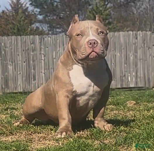 American Bully dogs Roxy - Ad 1