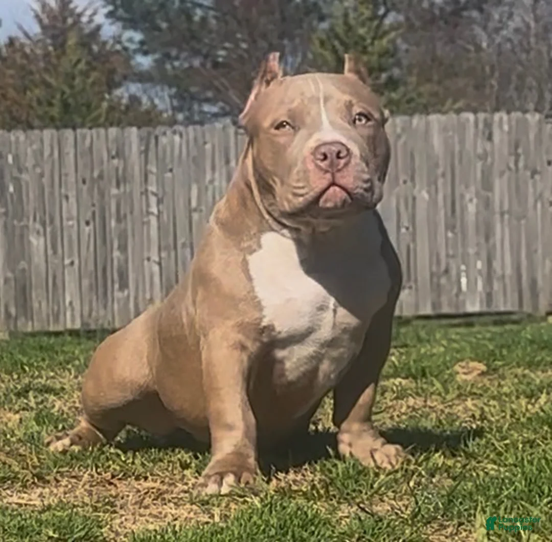 American Bully dogs for sale: Roxy - Ad 2