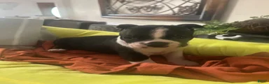 Boston Terrier 1