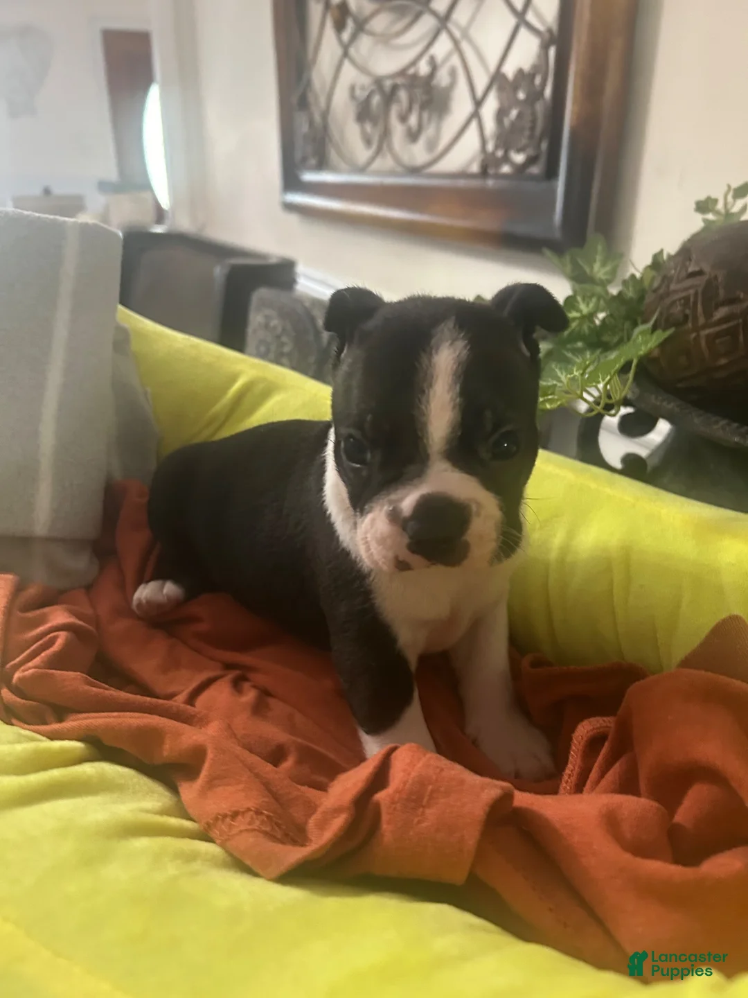 Boston Terrier dogs for sale: Boston Terrier 1 - Ad 1