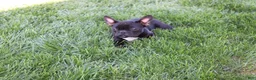 French Bulldog dogs for sale: Emily - Ad 4