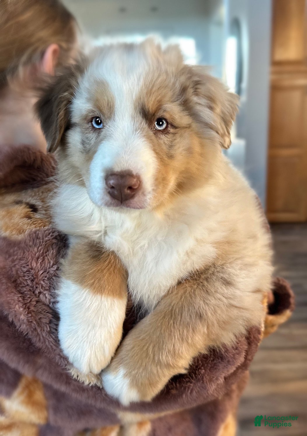 Miniature Australian Shepherd dogs Banks - Ad 2