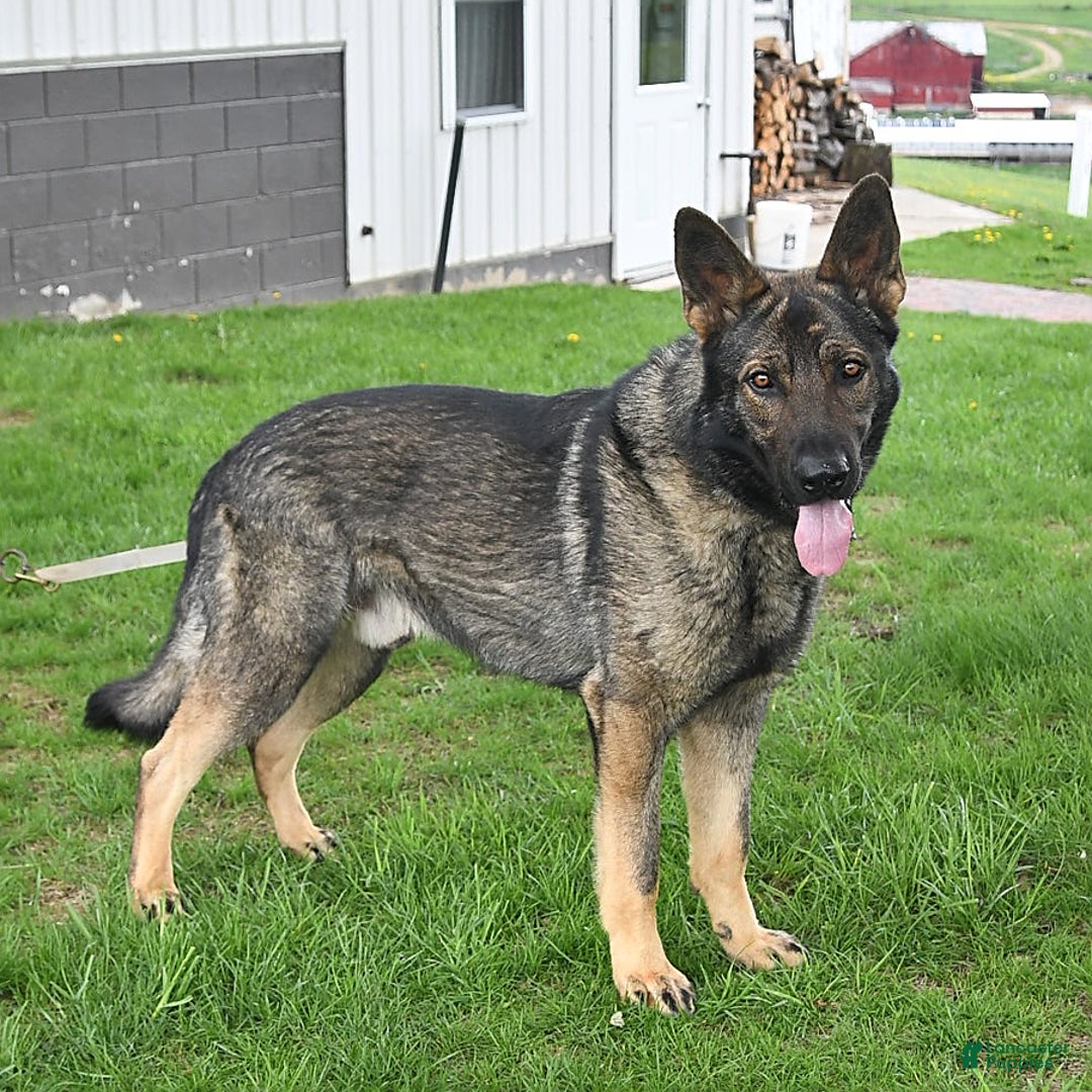 German Shepherd dogs for sale: Zander - Ad 7