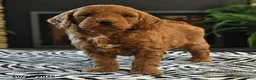 Mini Goldendoodle dogs for sale: Leonard - Ad 4