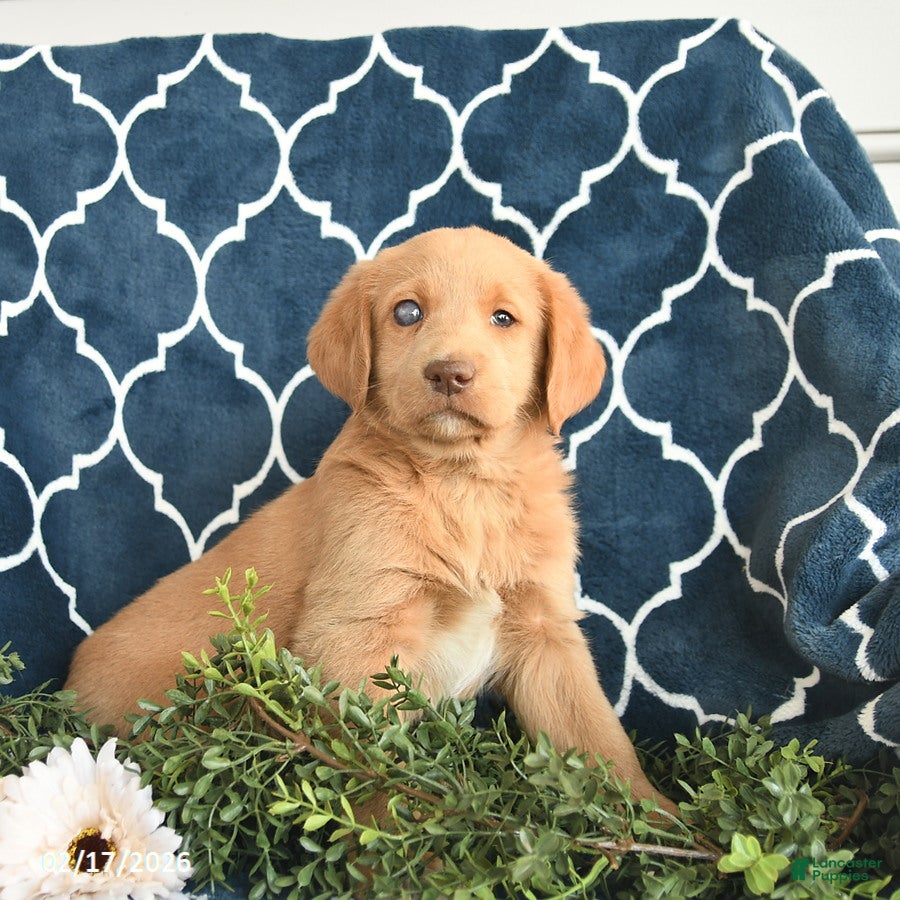 Labradoodle dogs Kitty  - Ad 1