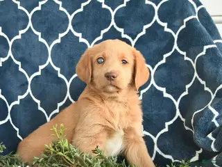 Labradoodle dogs for sale: Kitty - Ad 1