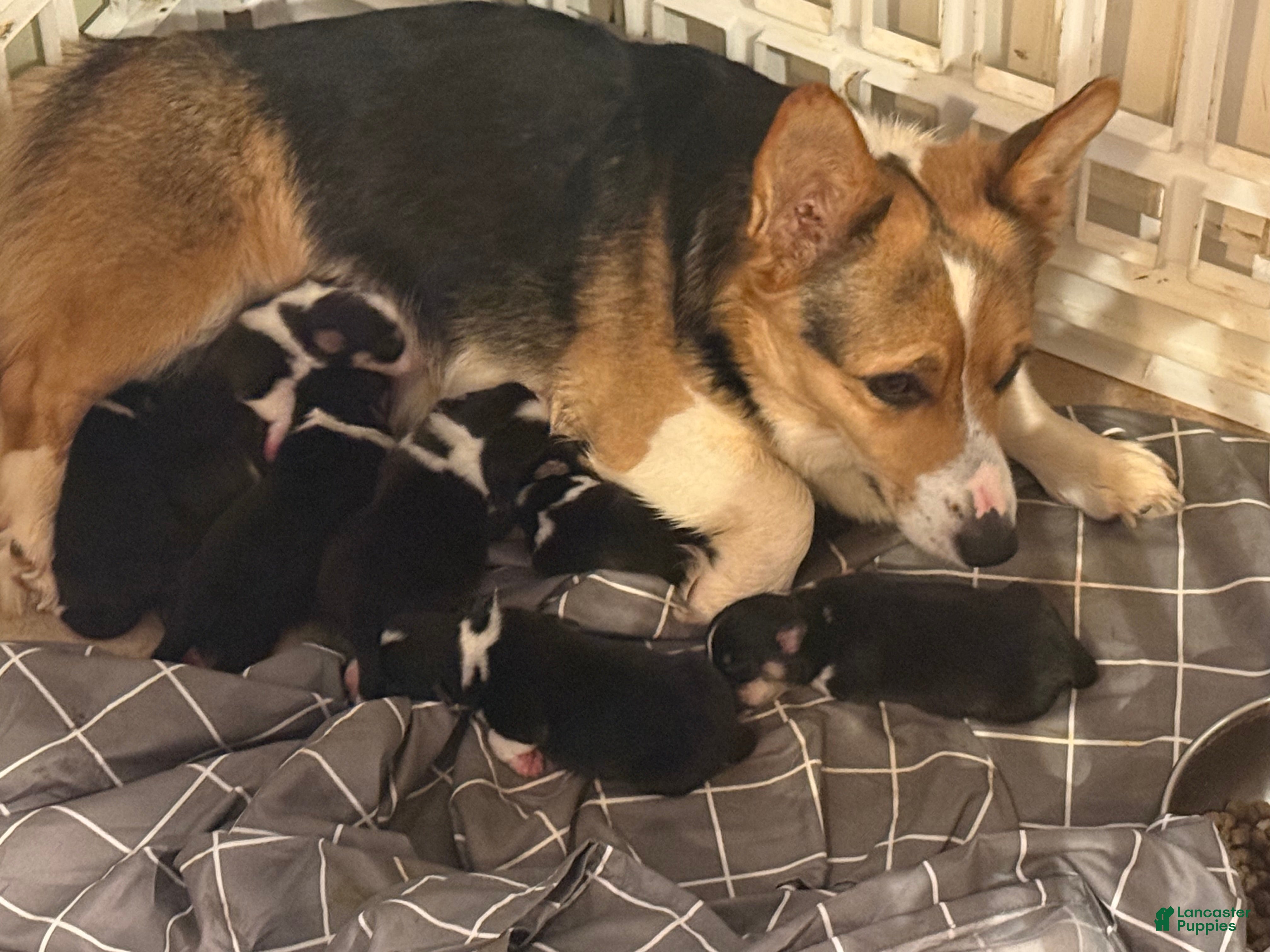 Welsh Corgi Pembroke dogs Welsh Corgi Pembroke Puppy 1 - Ad 27