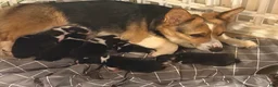 Welsh Corgi Pembroke dogs for sale: Welsh Corgi Pembroke Puppy 1 - Ad 1