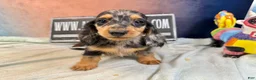 Miniature Dachshund dogs for sale: Ch Cappuccino AKC boy - Ad 7