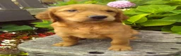 Mixed Breed dogs for sale: Victor - Ad 5