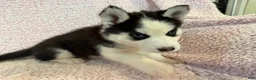 Siberian Husky dogs for sale: Princess Nox - Ad 11