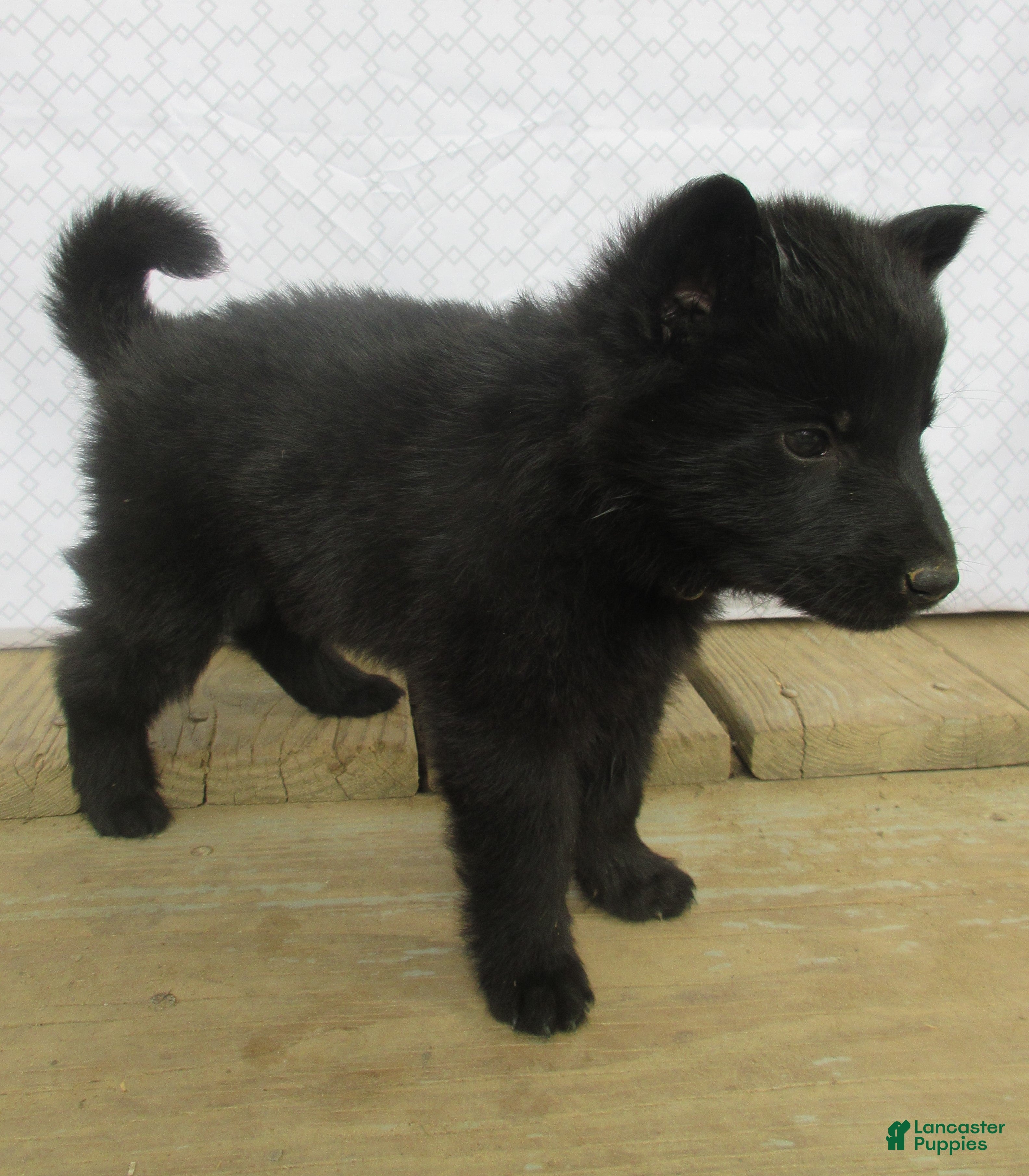 German Shepherd dogs Ranger - Ad 2