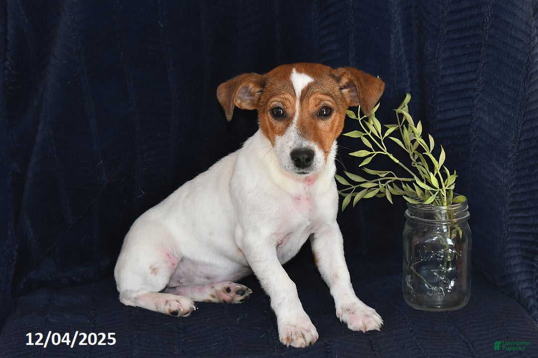 Jack Russell Terrier dogs for sale: Vivian - Ad 1